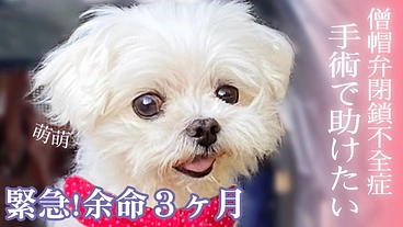 余命3ヶ月..心臓病【僧帽弁閉鎖不全症】の萌萌を手術で助けたい！ のトップ画像