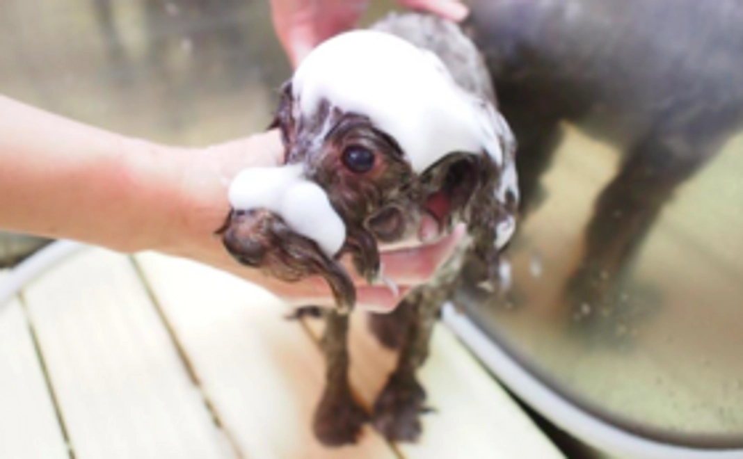 全力応援コース10000