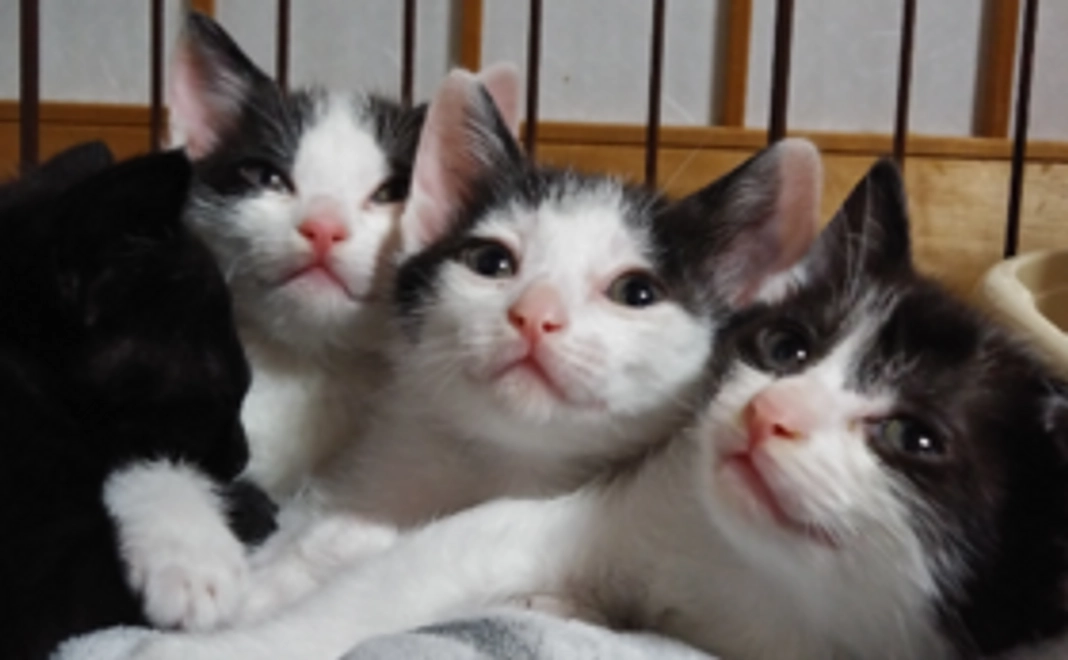 リターン不要（すべて、猫ちゃん達のために使わせて下さい）