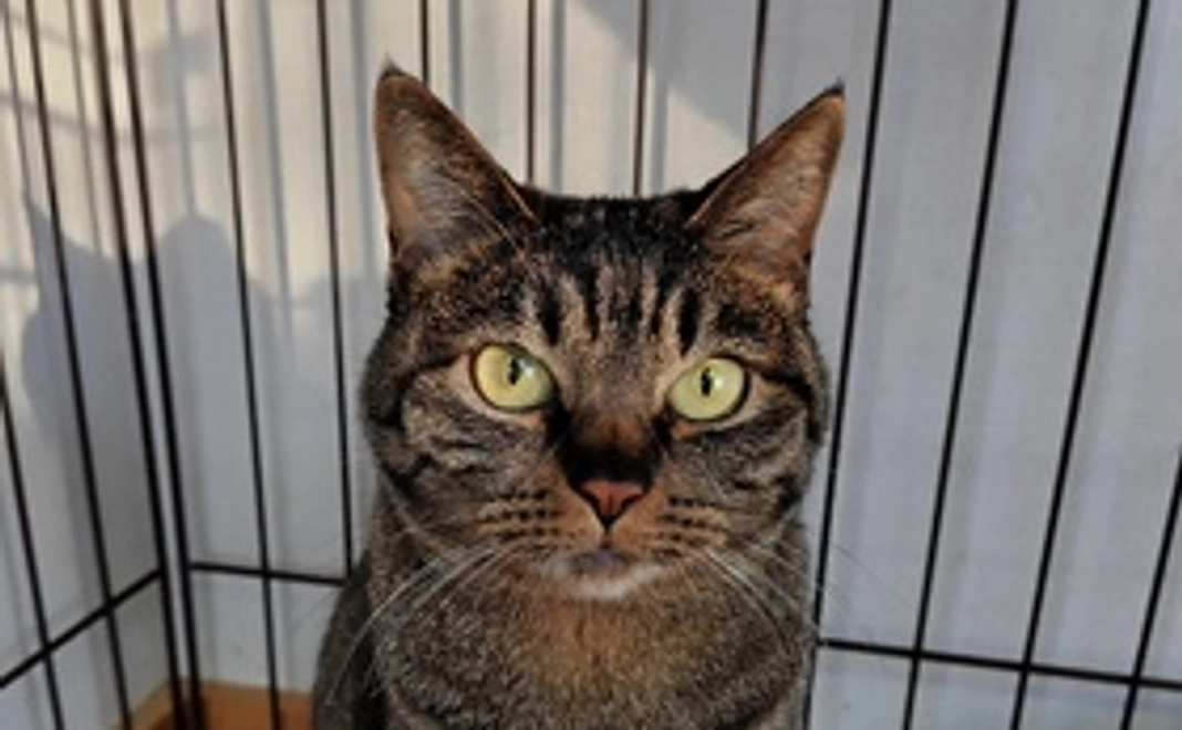 感謝のメールと保護猫写真　かぁちゃん