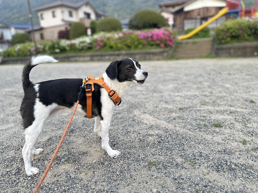 今日のニコちゃん　クラファン残り6日