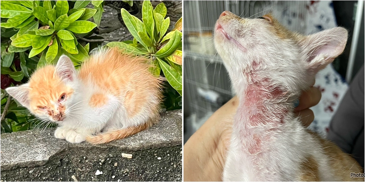 【残り42時間】子猫の近況ご報告と拡散のお願い