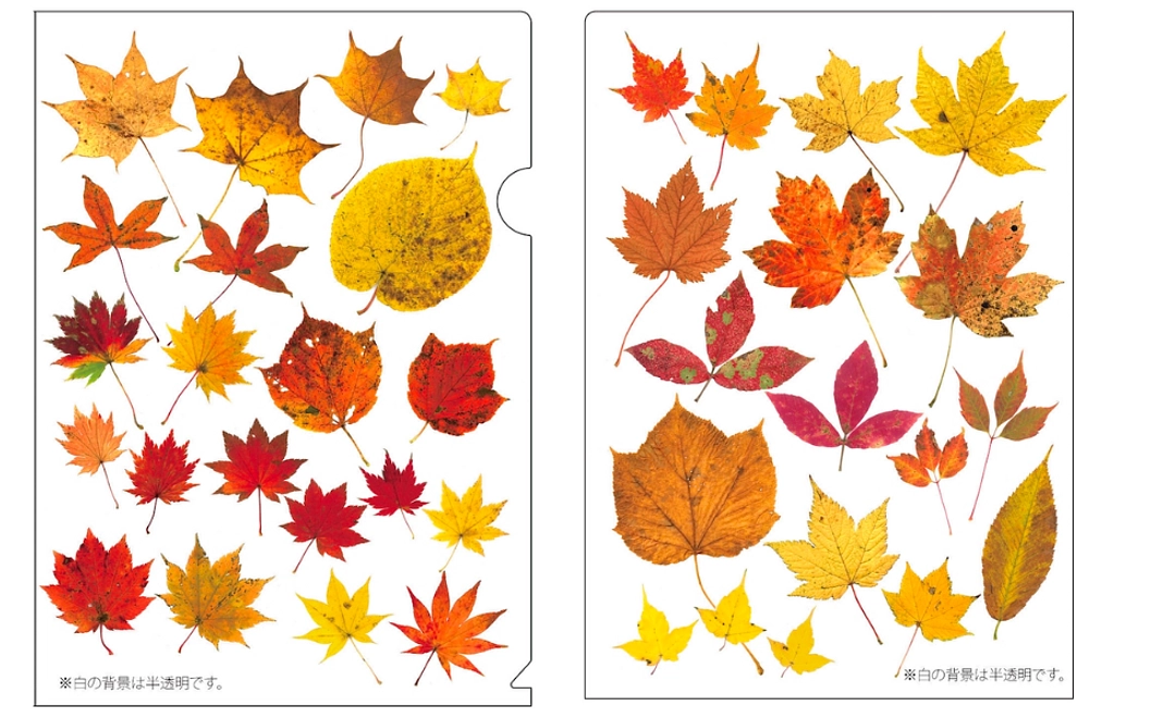 日光自然工房クリアファイルとお礼のお手紙