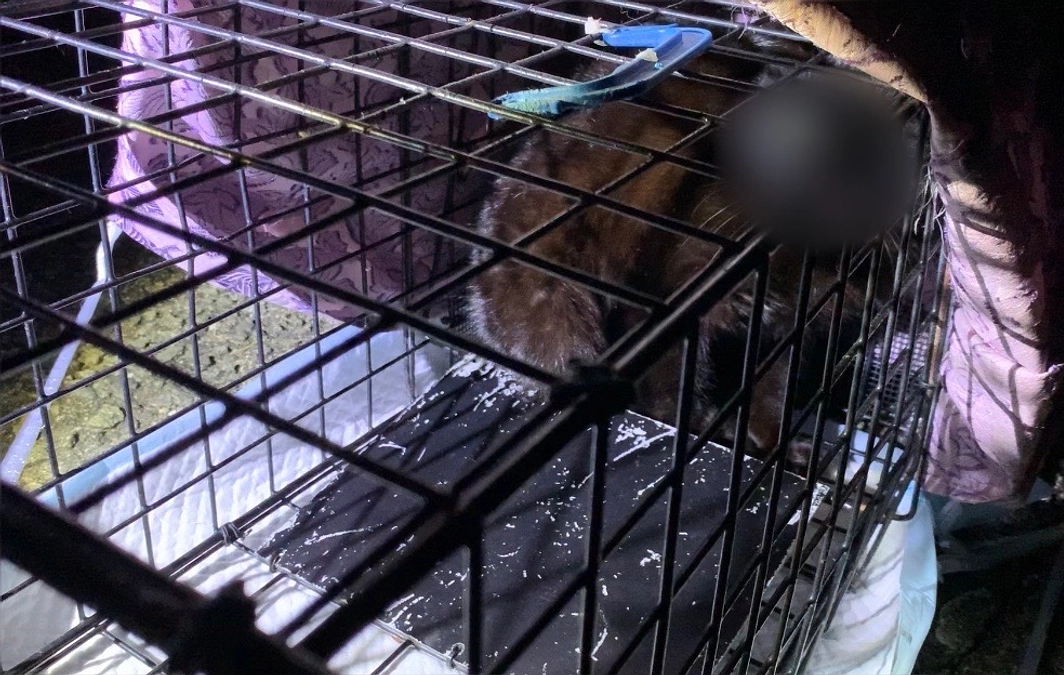 先に手術の済んだ２匹をリリースしました。