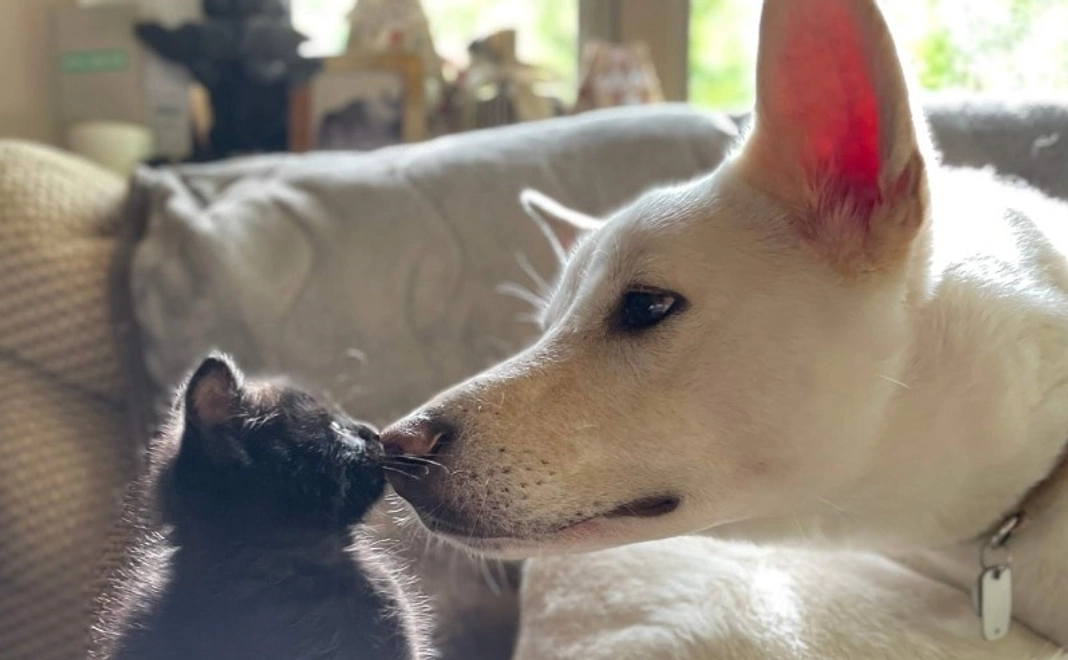 1万円｜猫の里新HPにお名前掲載コース