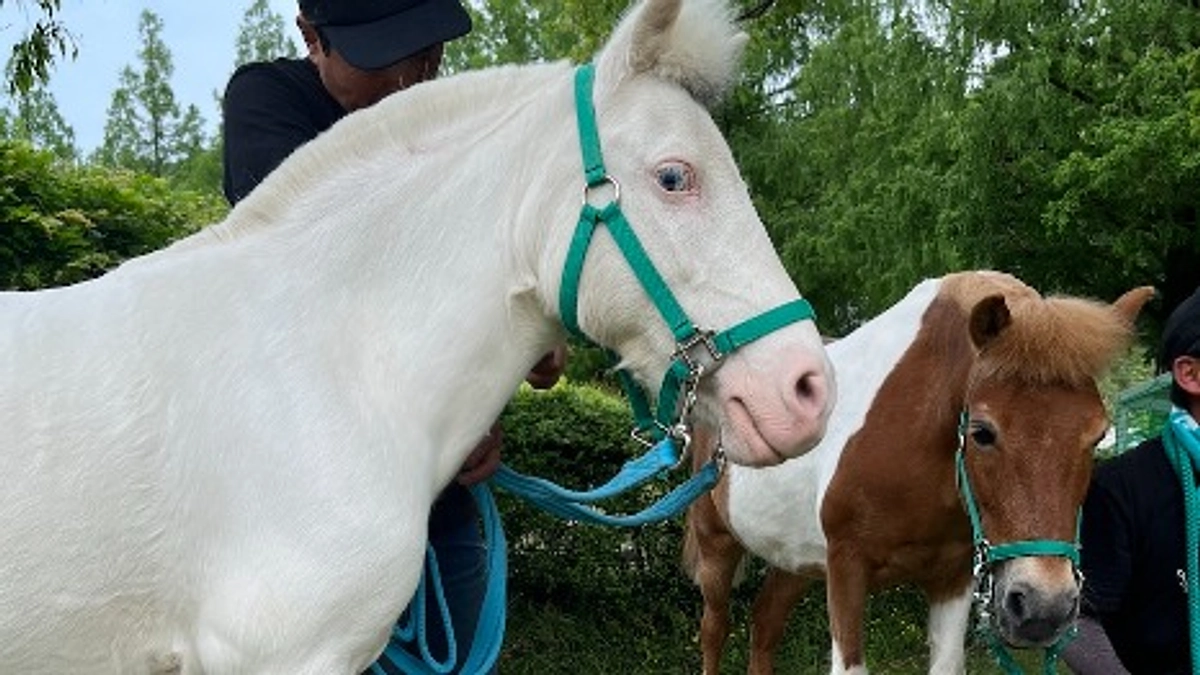 支援金の入金と今後のご報告