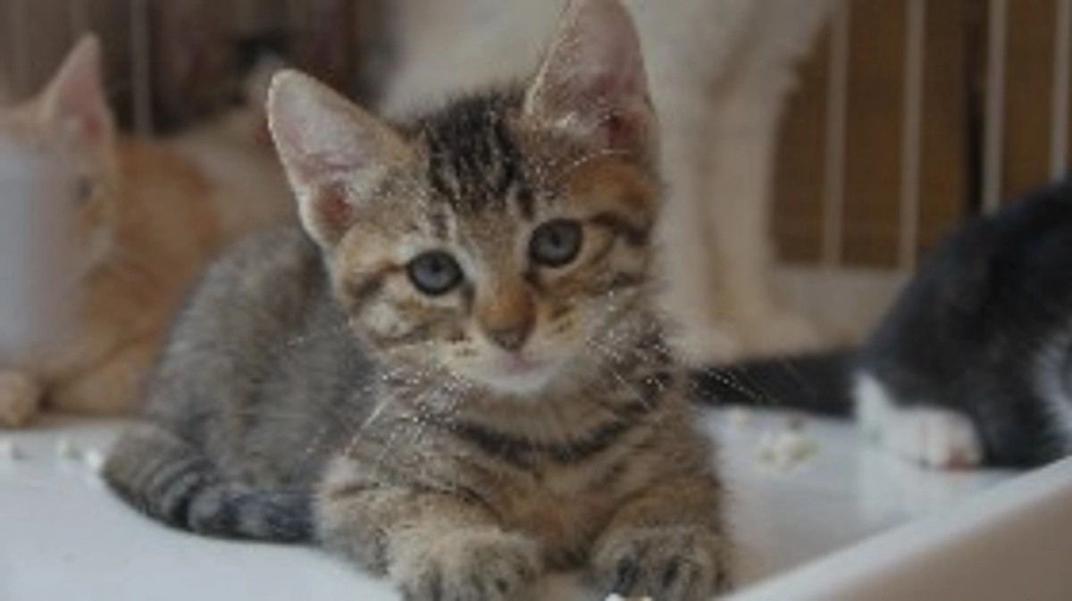 15匹の猫の話２ 千ちゃんの子供たち