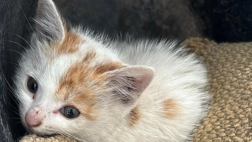 野良猫の苦しみを増やさない、TNR活動に力を尽したい。 のトップ画像