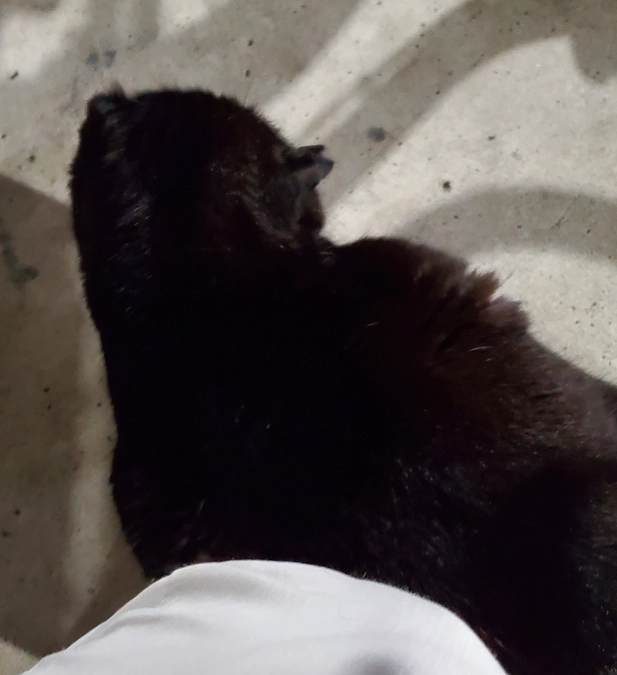 3/26 外猫たち🍚