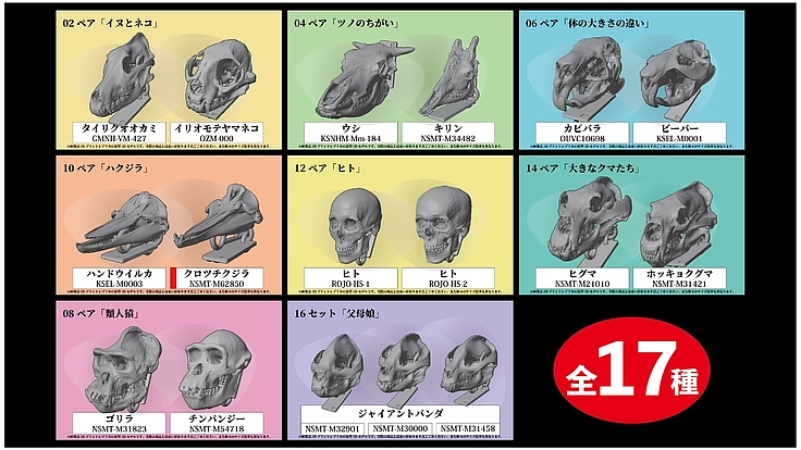 見るだけの骨から、触れる骨へ｜手のひらサイズの哺乳類頭骨レプリカ 9枚目