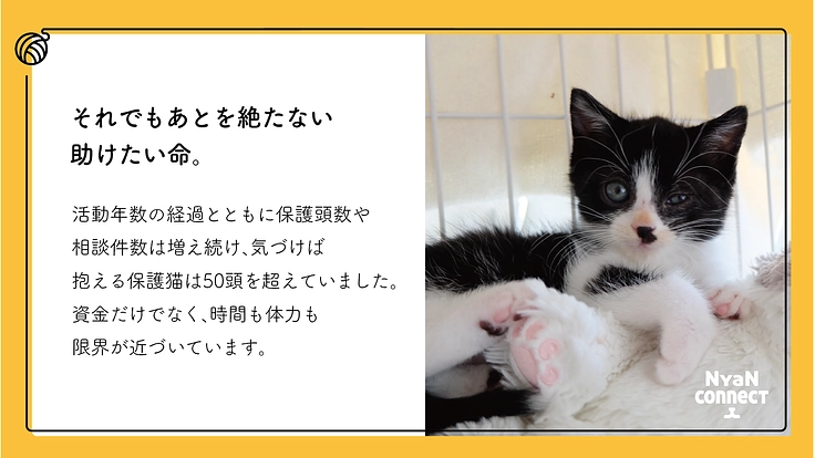 保護猫カフェ開業へ。誰にも気にかけてもらえない命を0に! 4枚目