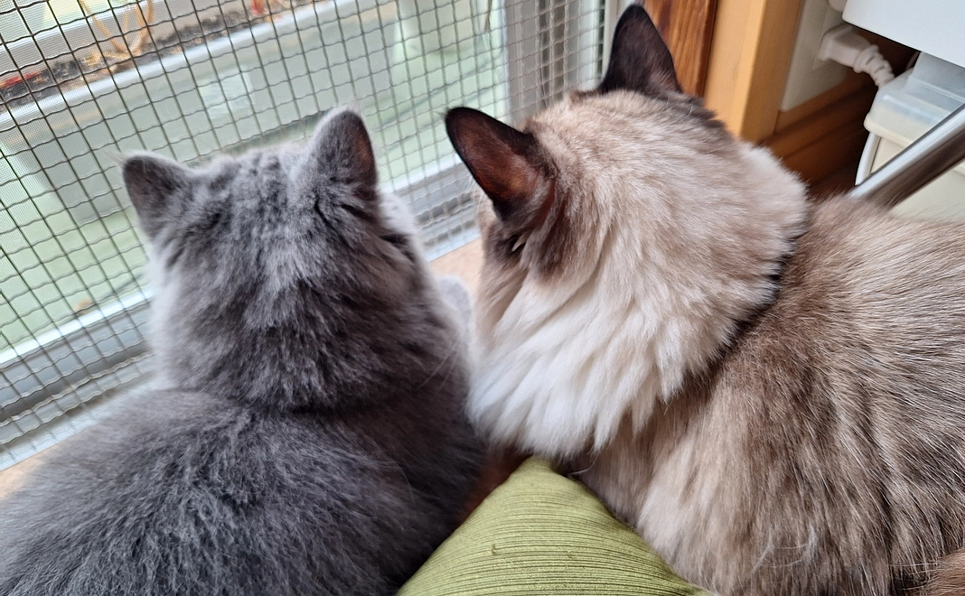 ポンちゃんの明日のために4