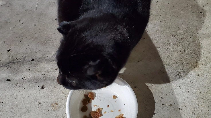 必死に生きる猫たちを守りたい。活動を継続したい。