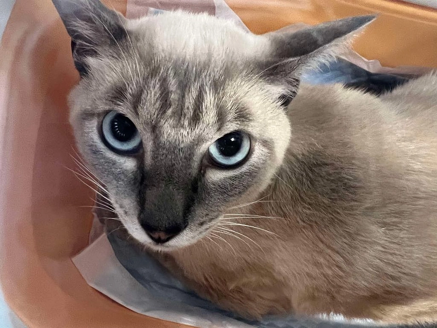 クラウドファンディング無事に終了しました。たくさんのご支援に心より感謝申し上げます。