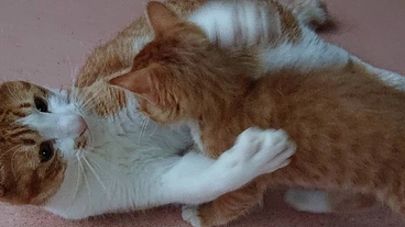 野良猫のおうちを作る のトップ画像