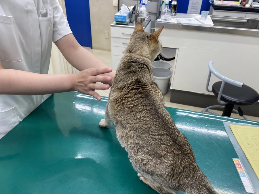 無事に保護できますように