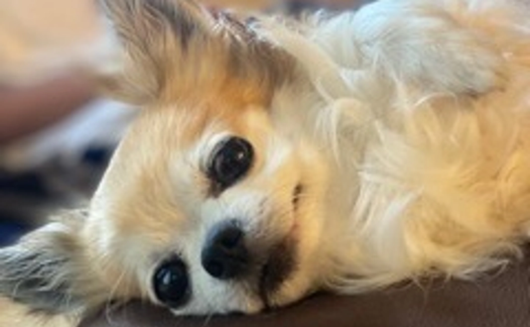 チェロ応援コース2000