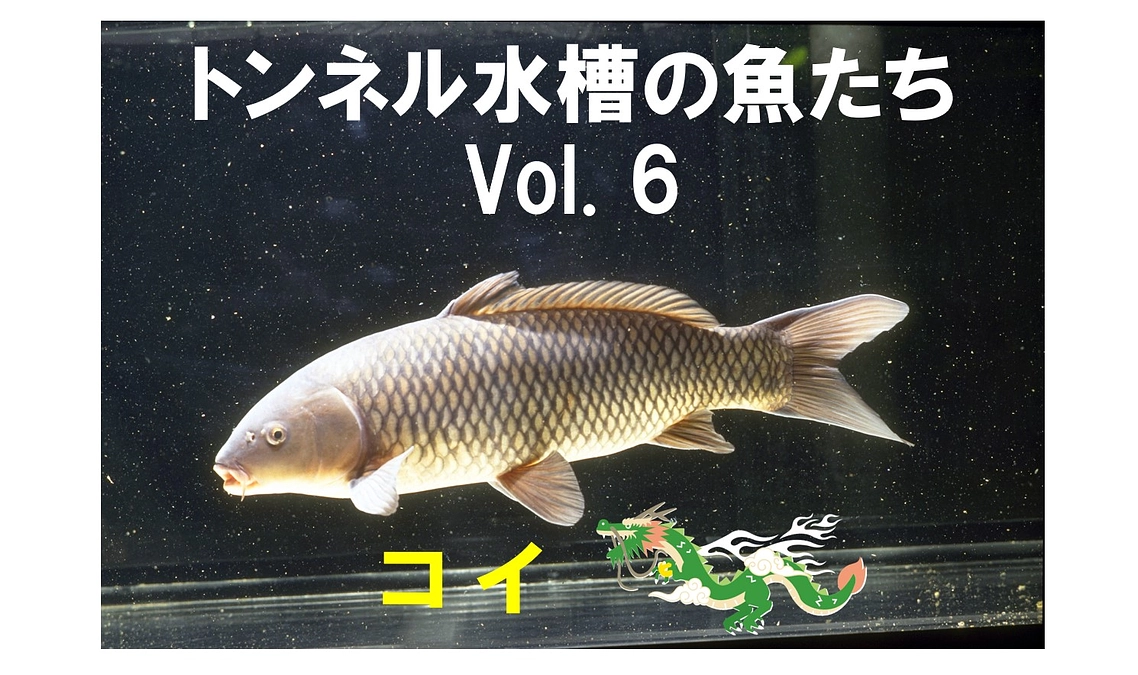 コイ ～トンネル水槽の魚たち⑥～