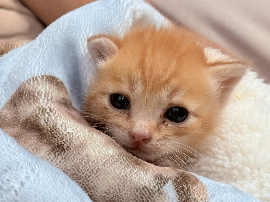 命を繋ぐリレーの近況報告