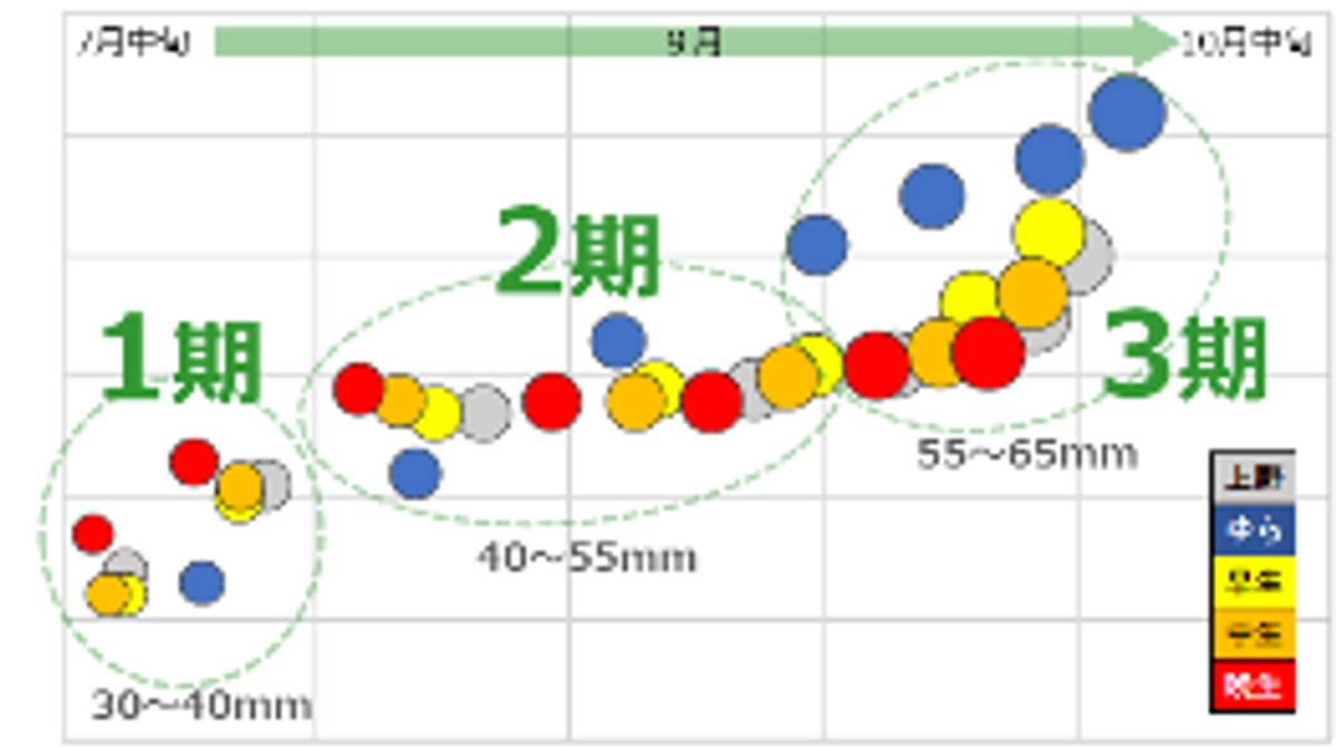 【班紹介・栽培情報班】青みかんについてより多くの人に知ってもらいたい！