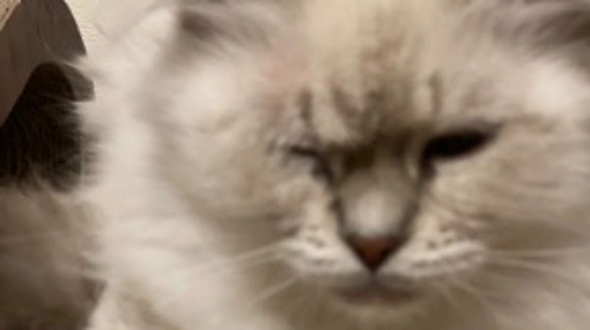 【達成させていただきました！が、今から緊急の動物病院へいきます。】