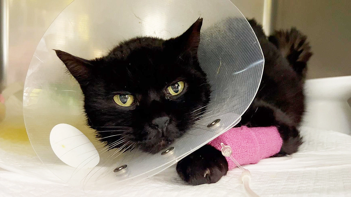 入院時の黒猫くーちゃんです