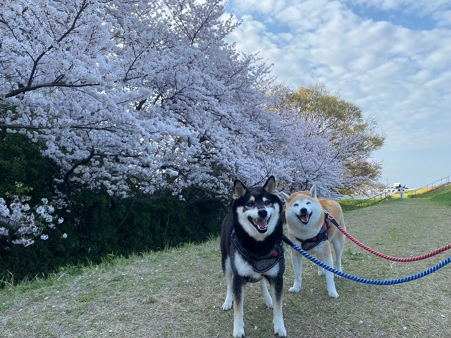 放射線治療の結果