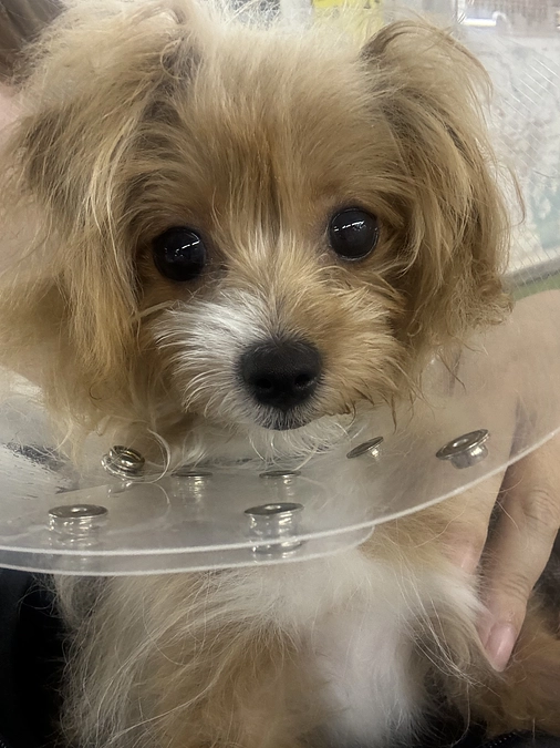 手術成功しました！！