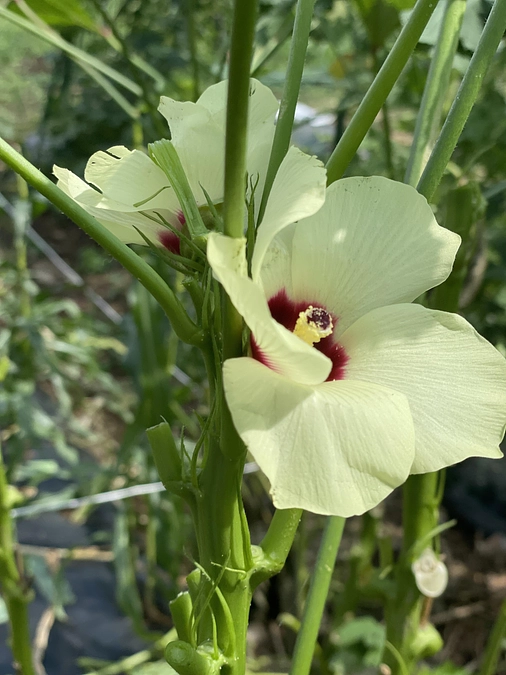 世田谷区立桜丘農業広場＆区立桜丘区民センター、お世話になりました！ありがとうございます！