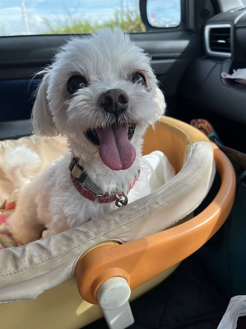 手術が決まりました！