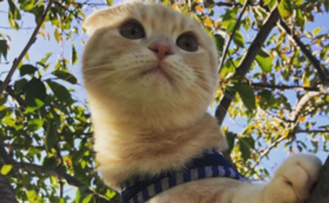 こむぎ応援（500円）