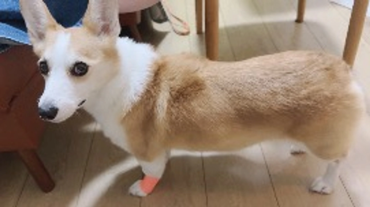 ルウちゃん嘔吐していましました。心配です。