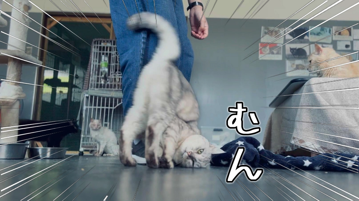 この子がくーちゃんです