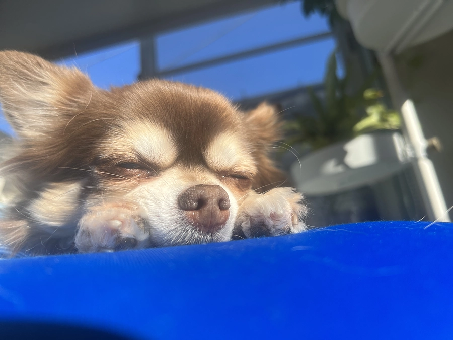 ぬくぬくで少しハッピー