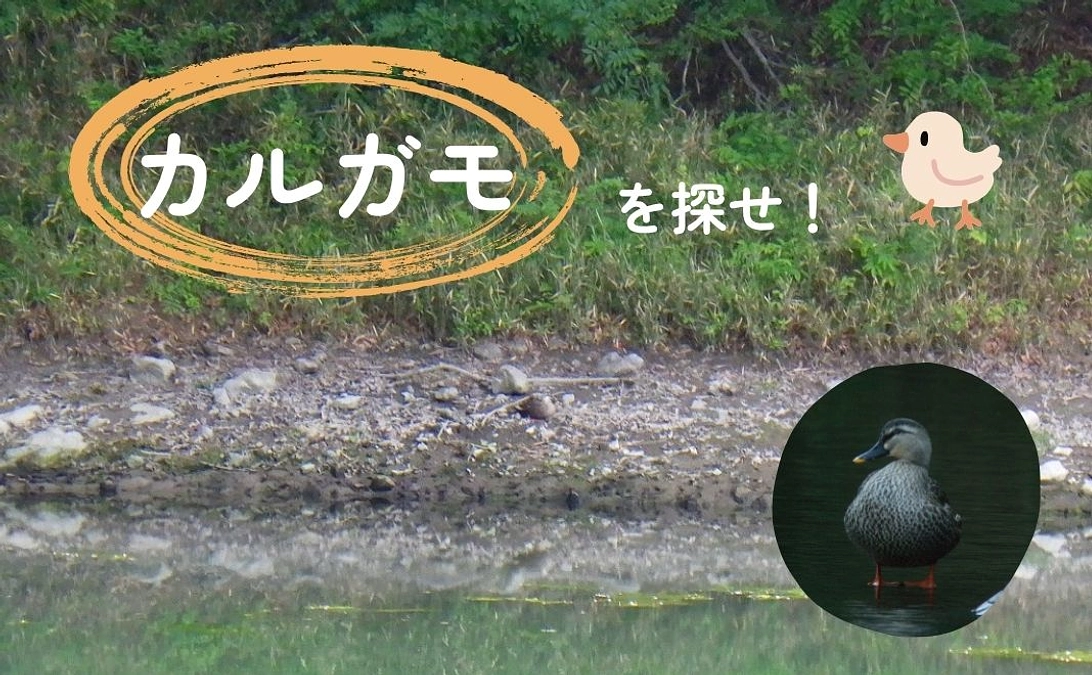  🐾いきものフィールド日記 No.4 - 2  ～カルガモはどこ？～