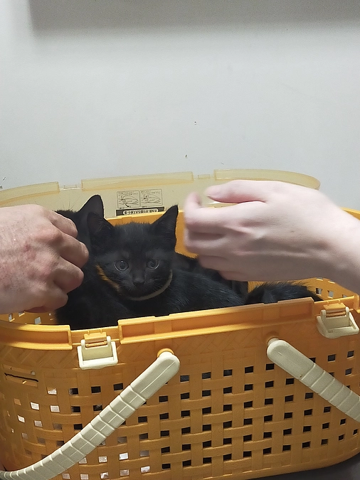 ネクストゴール内訳😺😃