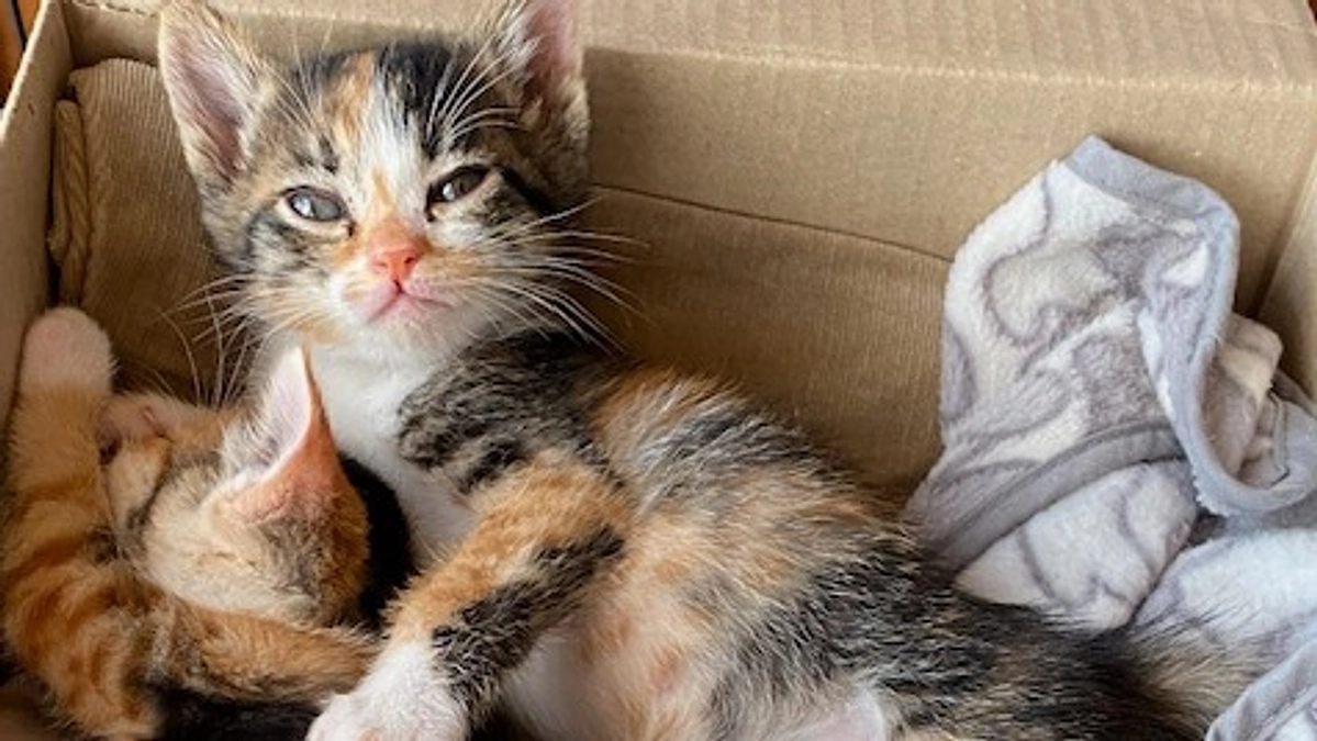 三毛猫姉妹と皆様への感謝