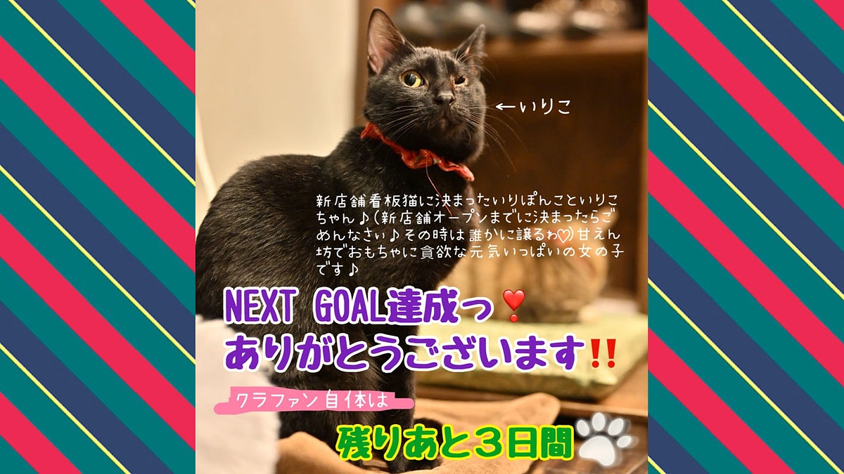 ネクストゴール達成🎊🐱🎊【あと3日】ボランティア様たちのご協力について