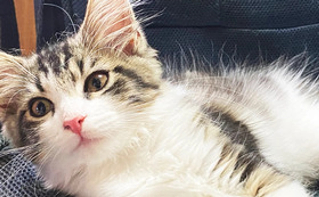 頑張れ小太郎1,000円・リターン無し