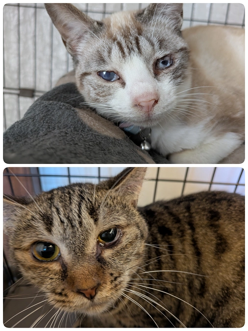 ［あおいちゃん］［こももちゃん］の目の手術について