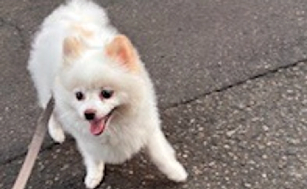 元気になってね　もこ　2