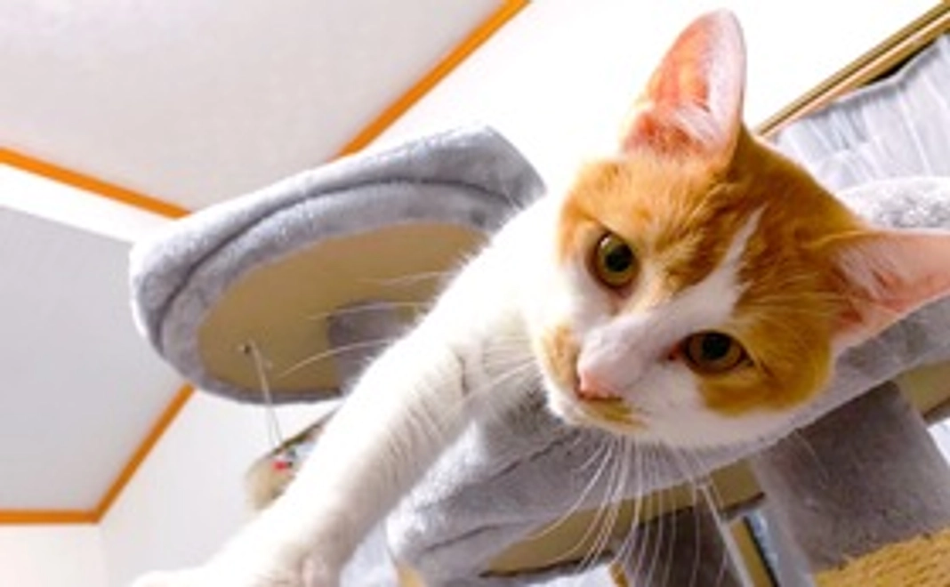 チャイを応援！1000円プラン