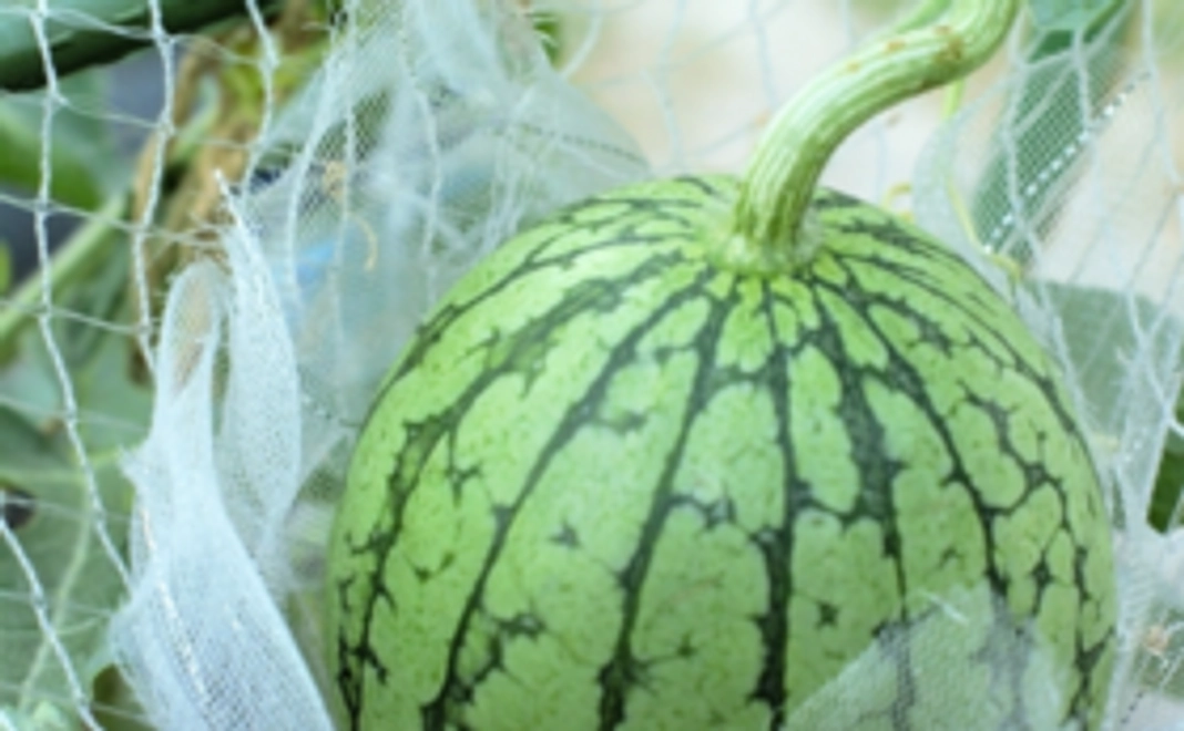 【スイカを食べて応援！】日本一の小玉スイカ 厳選プレミアム