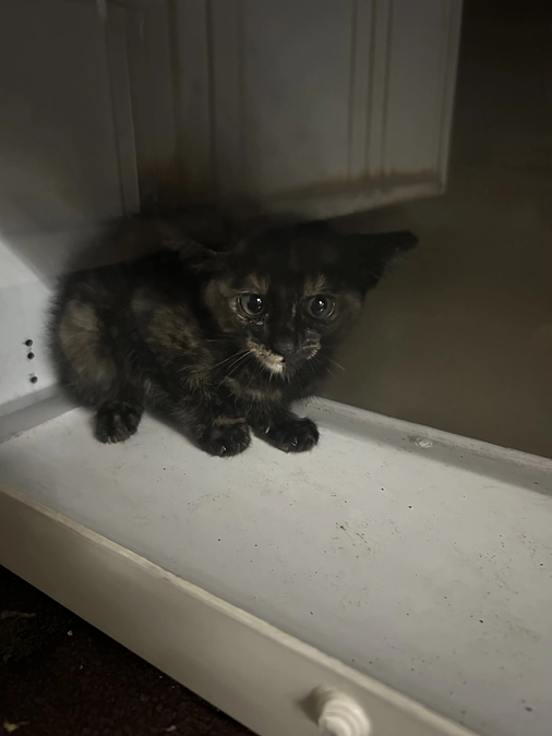 子猫、緊急保護！