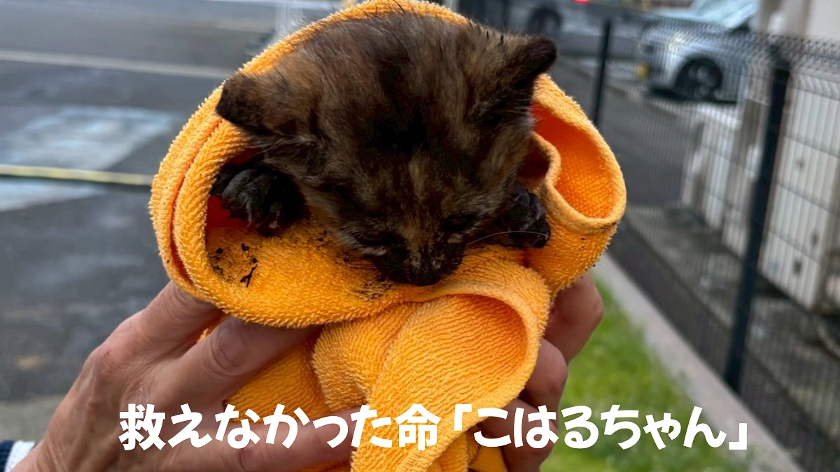 救えなかった命・こはるちゃん