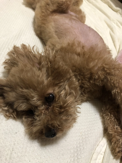 費用報告と術後検査予定日について