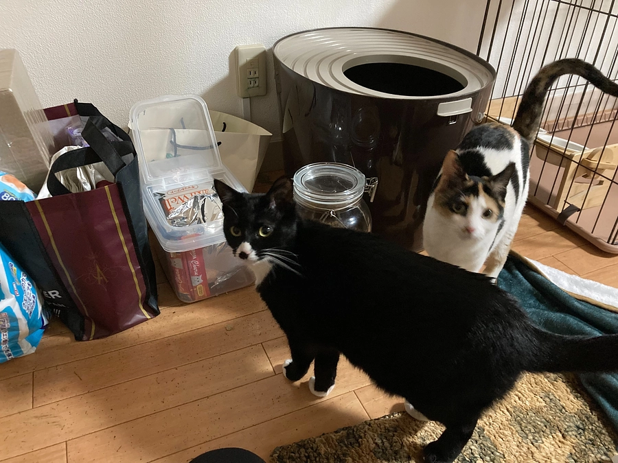 オレオは賢い子