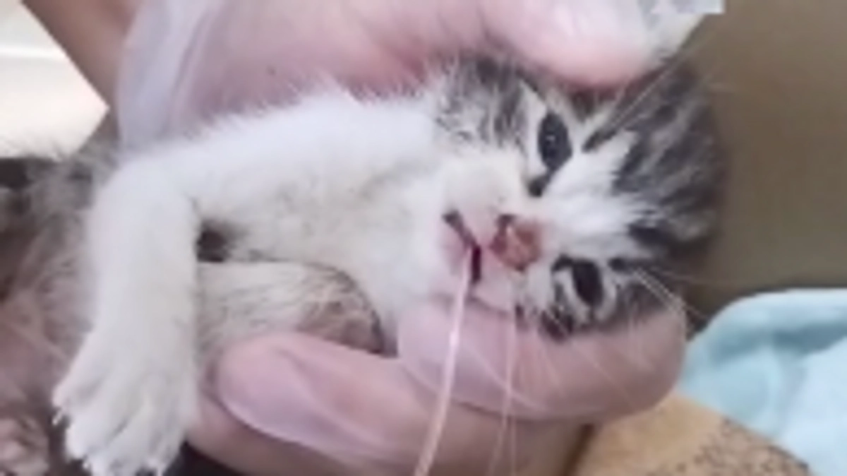 子猫達を邪魔者？