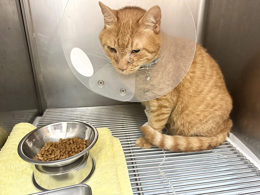 猫小屋で生活してた猫家族