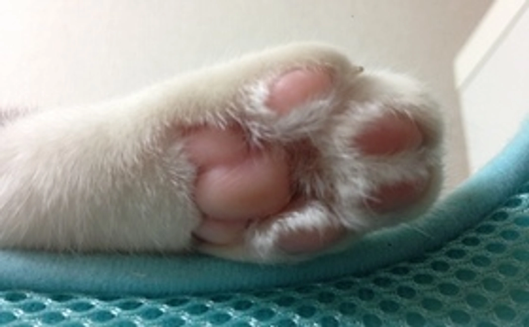 ご支援全額を猫カフェオープン資金に！